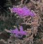 Nudibranch - Affinis Sea Slug - Flabellina affinis