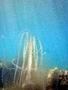 Jellyfish - Comb Jellyfish - 