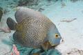 Angelfish - French Angelfish - Pomacanthus paru