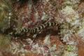 Pipefish - Harlequin Pipefish - Micrognathus ensenadae