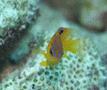 Damselfish - Longfin Damselfish - Stegastes diencaeus