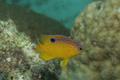 Damselfish - Longfin Damselfish - Stegastes diencaeus