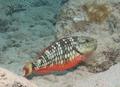 Parrotfish - Stoplight Parrotfish - Sparisoma viride