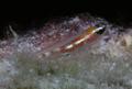 Gobies - Glass Goby - Coryphopterus hyalinus