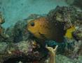 Damselfish - Yellowtail Damselfish - Microspathodon chrysurus