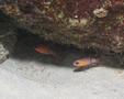 Cardinalfish - Barred Cardinalfish - Apogon binotatus