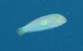 Razorfish - Green Razorfish - Xyrichtys splendens