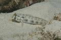Gobies - Goldspot Goby - Gnatholepis thompsoni