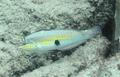 Wrasse - Clown Wrasse - Halichoeres maculipina