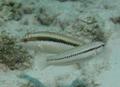 Wrasse - Clown Wrasse - Halichoeres maculipina