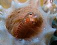Blennies - Ringed Blenny - Starksia hassi