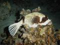 Pufferfish - Masked Puffer - Arothron diadematus