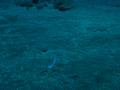 Jawfish - Yellowhead Jawfish - Opistognathus aurifrons