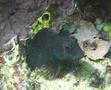 Blennies - Seaweed Blenny - Parablennius marmoreus