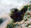 Blennies - Spinyhead Blenny - Acanthemblemaria spinosa