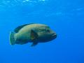 Wrasse - Humphead Wrasse - Cheilinus undulatus