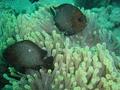 Damselfish - Threespot Dascyllus - Dascyllus trimaculatus