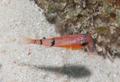 Cardinalfish - Belted Cardinalfish - Apogon townsendi