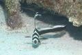 Drums - Spotted Drum - Equetus punctatus