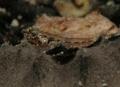 Blennies - Glass Blenny - Emblemariopsis diaphanus