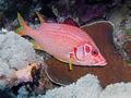 Squirrelfish - Long-jawed Squirrelfish(Sabre Squirrelfish,Giant Squirrelfish,Spiny Squirrelfish) - Sargocentron spiniferum