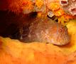 Blennies - Orangespotted Blenny - Hypleurcohilus springeri