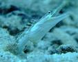 Blennies - Yellowface Pikeblenny - Chaenopsis Limbaughi