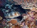 Porcupinefish - Spotbase Burrfish - Cyclichthys spilostylus