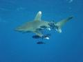 Sharks - Oceanic Whitetip Shark - Carcharhinus longimanus