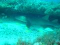 Sharks - Nurse Shark - Ginglymostoma cirratum