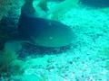 Sharks - Nurse Shark - Ginglymostoma cirratum