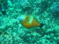 Filefish - Whitespotted Filefish - Cantherhines macrocerus