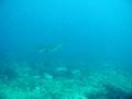 Stingrays - Spotted Eagle Ray - Aetobatus narinari