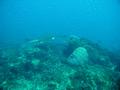 Stingrays - Spotted Eagle Ray - Aetobatus narinari