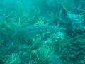 Barracuda - Great Barracuda - Sphyraena barracuda