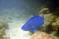 Parrotfish - Blue Parrotfish - Scarus coeruleus