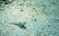 Gobies - Bridled Goby - Coryphopterus glaucofraenum