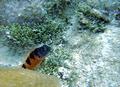 Blennies - Saddled Blenny - Malacoctenus triangulatus