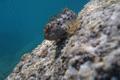 Blennies - Shanny - Lipophrys pholis