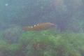 Wrasse - Cuckoo Wrasse - Labrus mixtus