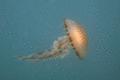 Jellyfish - Compass Jellyfish - Chrysaora hysoscella