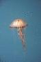 Jellyfish - Compass Jellyfish - Chrysaora hysoscella
