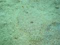 Flounders - Leopard Flounder - Bothus pantherinus