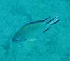 Damselfish - Atlantic Damselfish - Chromis limbata