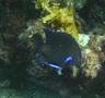 Damselfish - Bluefin Damselfish - Abudefduf luridus