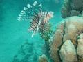 Lionfish - Lionfish - Pterois miles