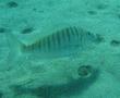 Breams - Striped Bream - Lithognathus mormyrus