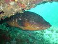 Groupers - Dusky Grouper - Epinephelus marginatus