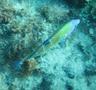 Wrasse - Turkish Wrasse - Thalassoma pavo