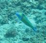 Wrasse - Turkish Wrasse - Thalassoma pavo